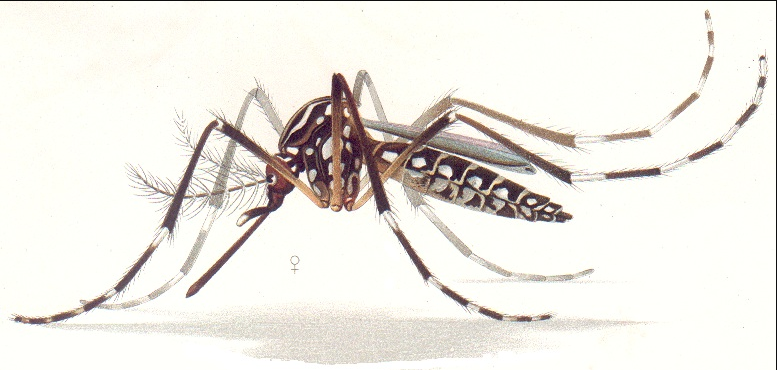 A detail from a color print of a female Aedes aegypti.